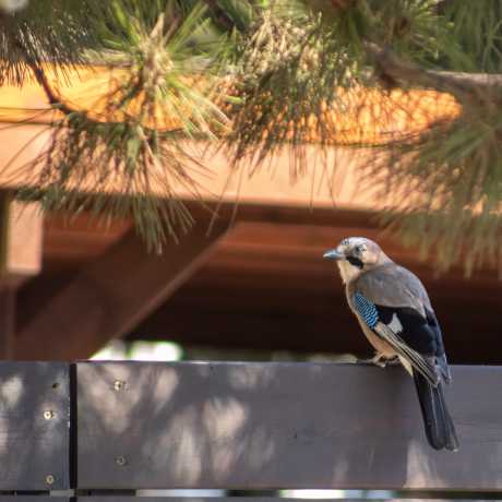 Eurasian Jay