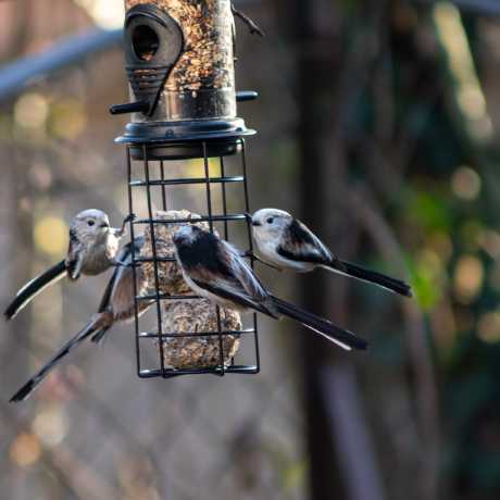 Long-tailed tits