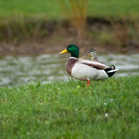 Mallard